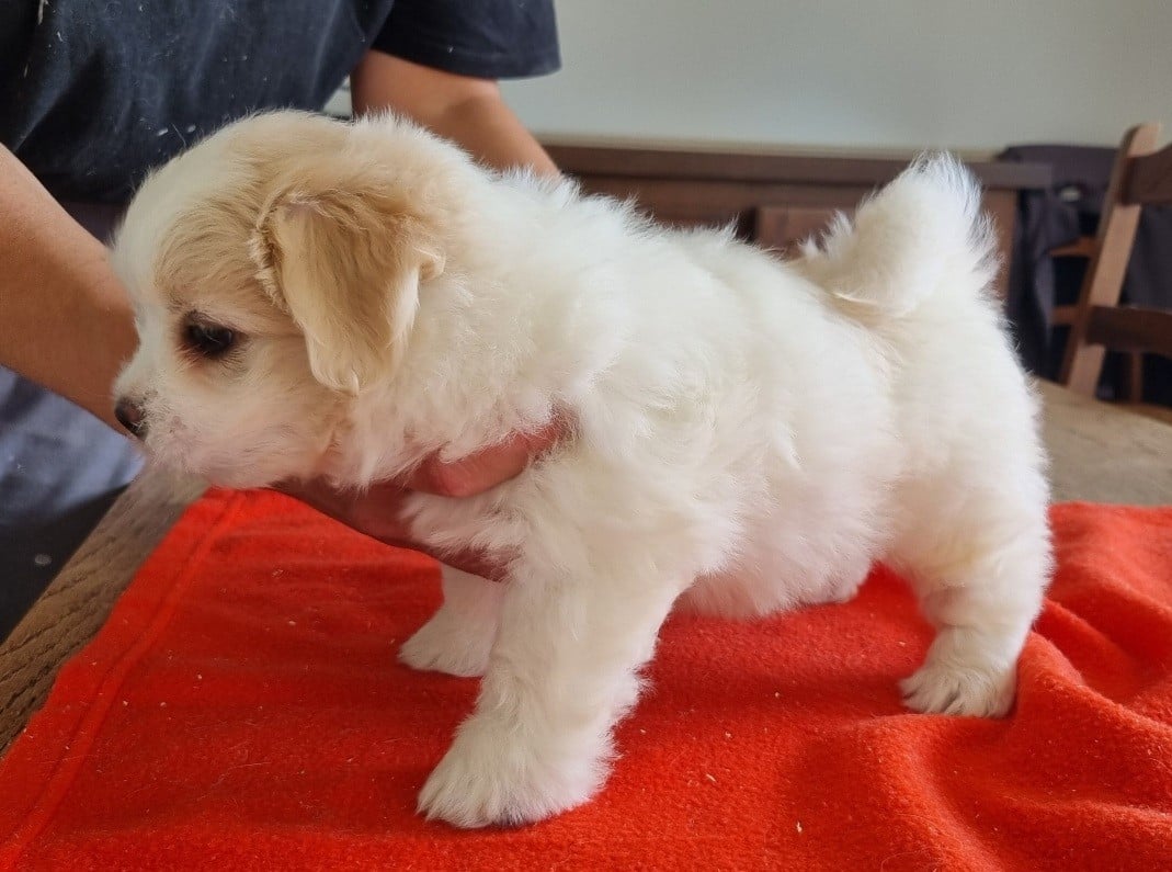 Chiot N°2