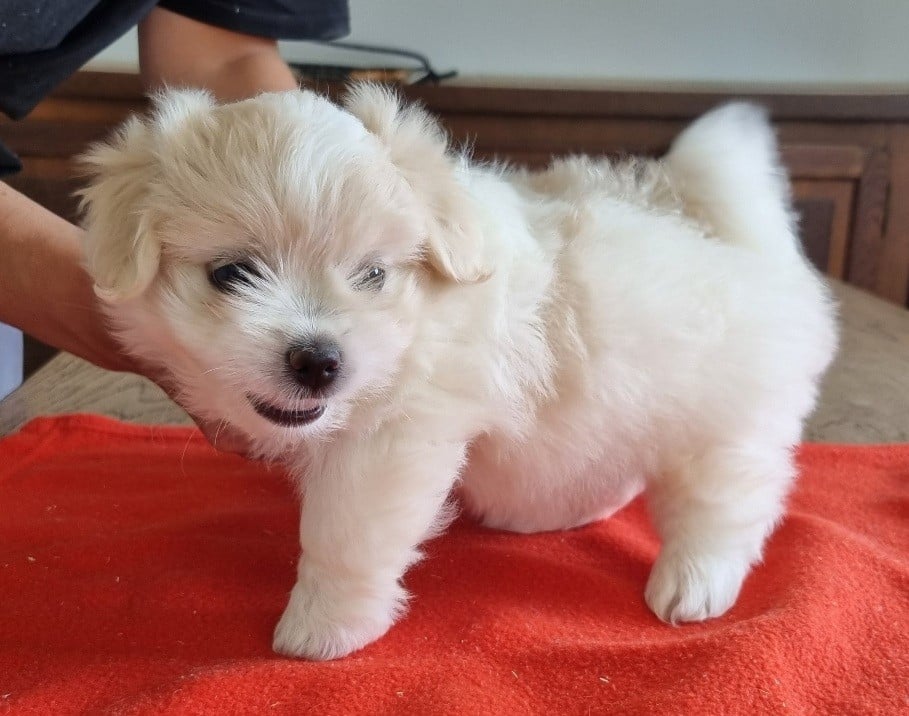 Chiot N°3