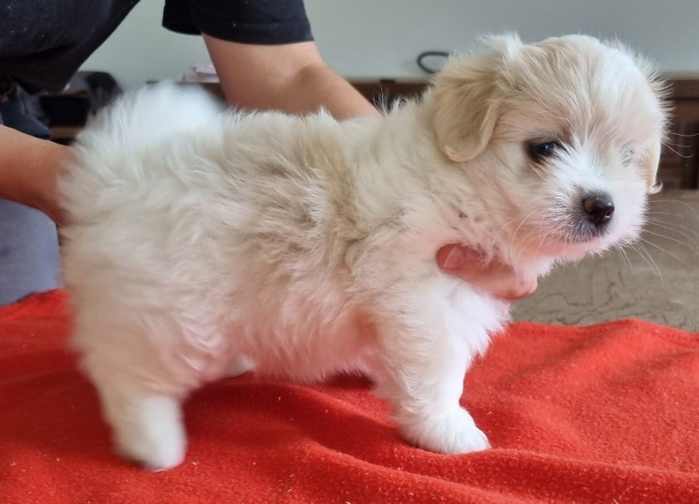 Chiot N°3