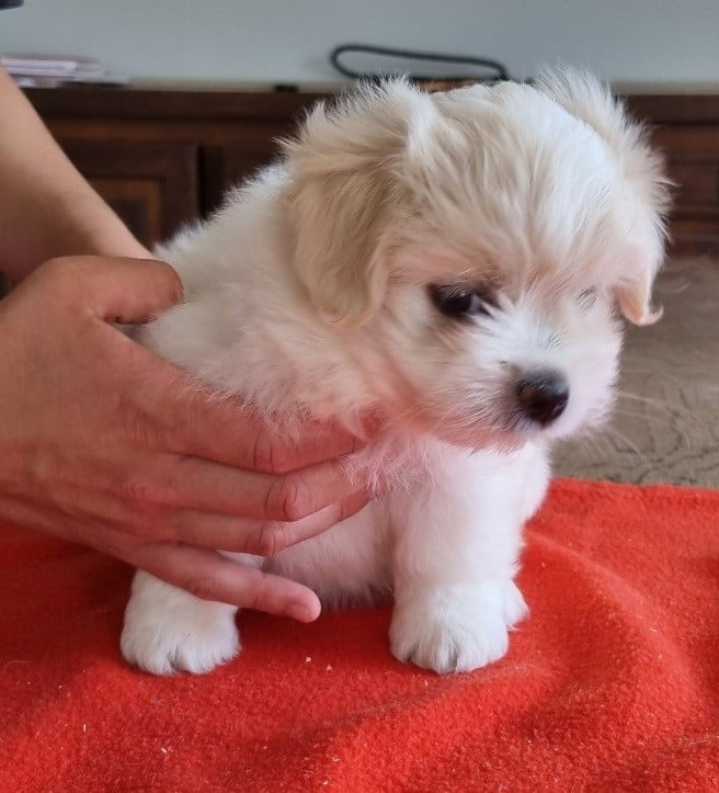 Chiot N°3