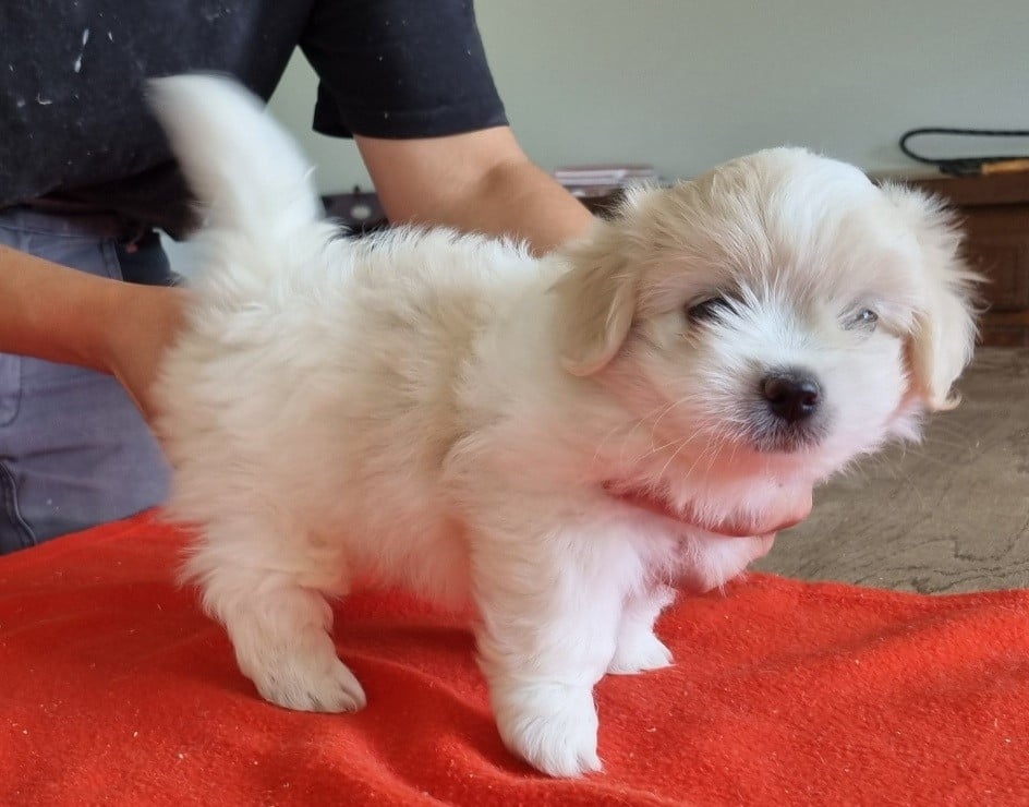 Chiot N°3