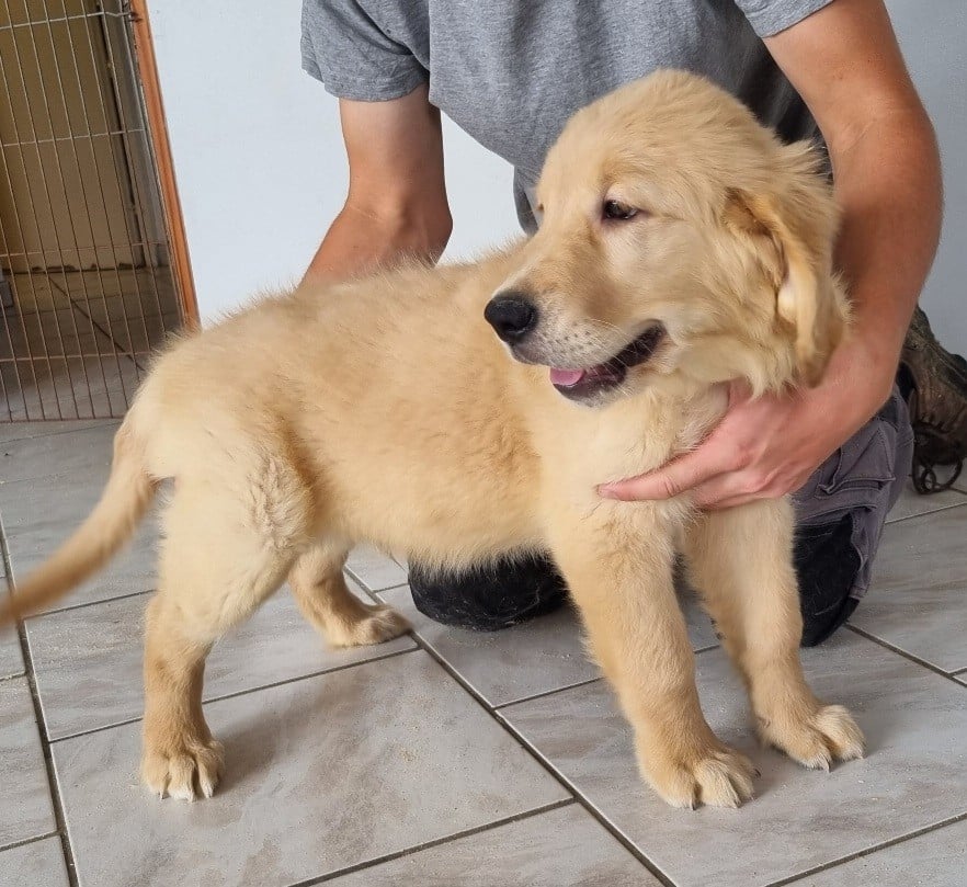 Golden Retriever - des hirondelles du voyage