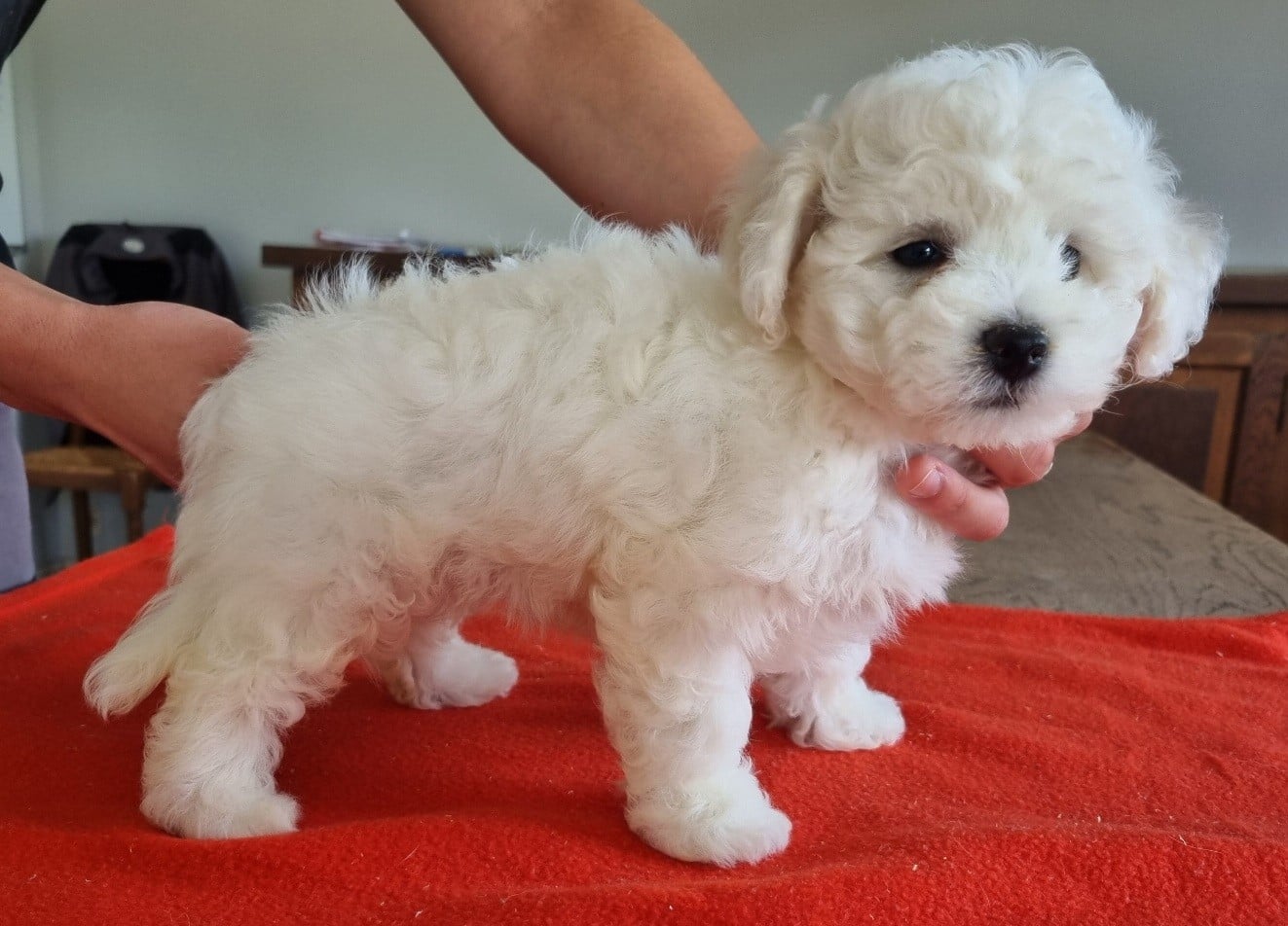 Bichon Frise - des hirondelles du voyage