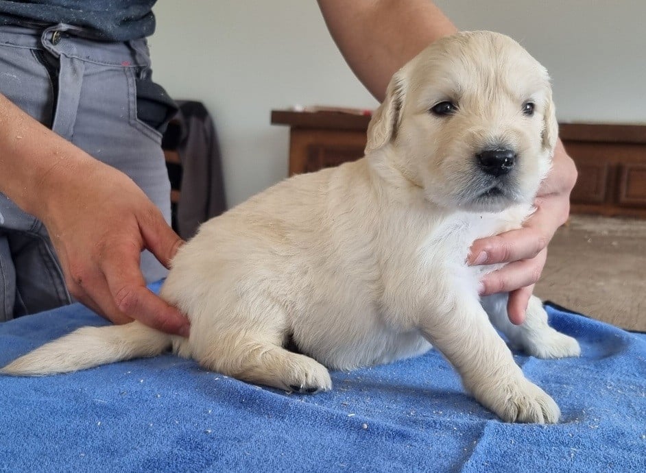 Golden Retriever - des hirondelles du voyage