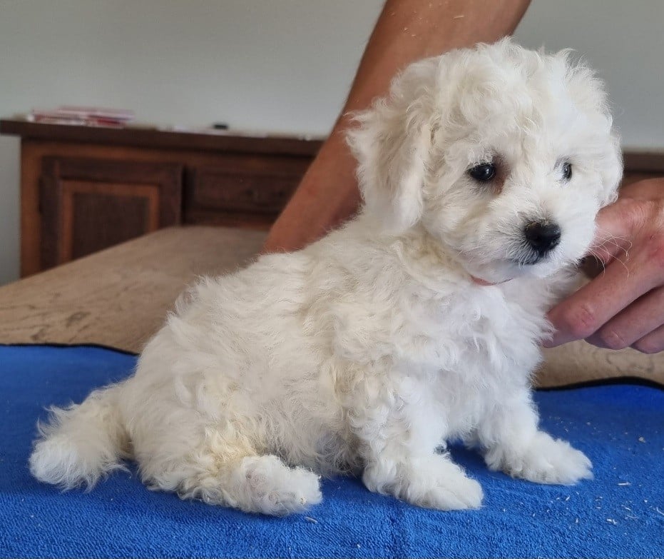 Bichon Frise - des hirondelles du voyage