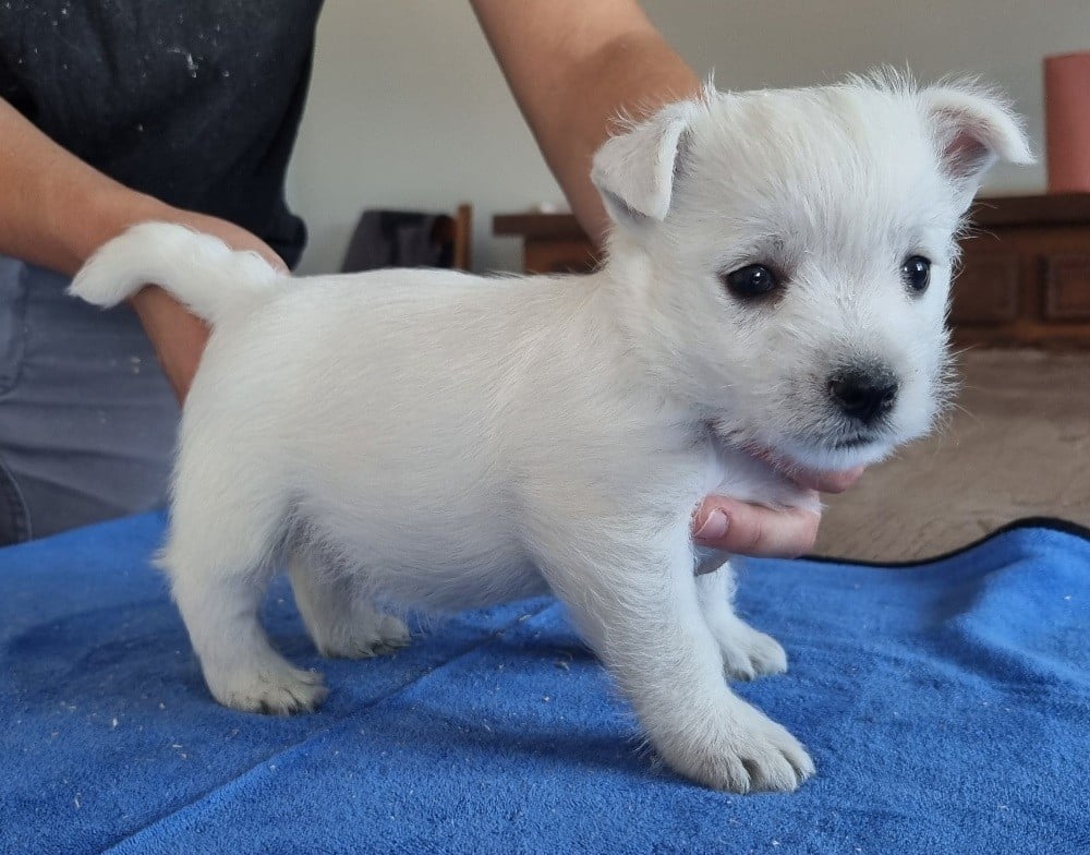 West Highland White Terrier - des hirondelles du voyage