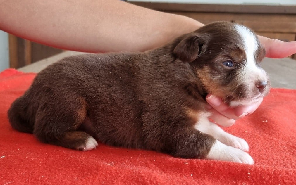 Chiot N°3