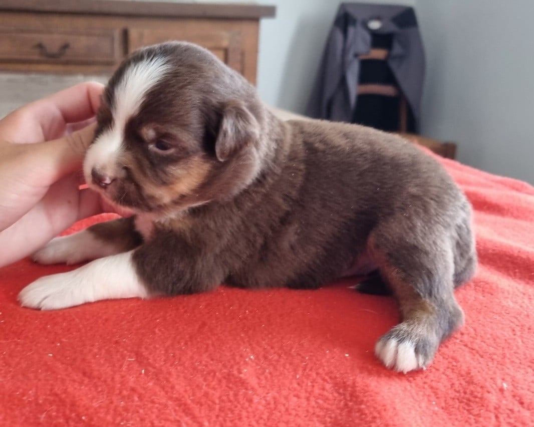 Chiot N°3