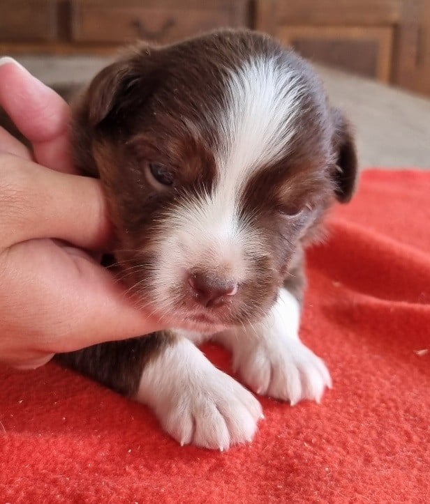 Chiot N°3