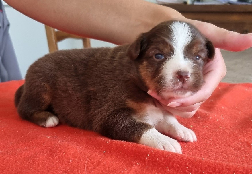 Chiot N°3