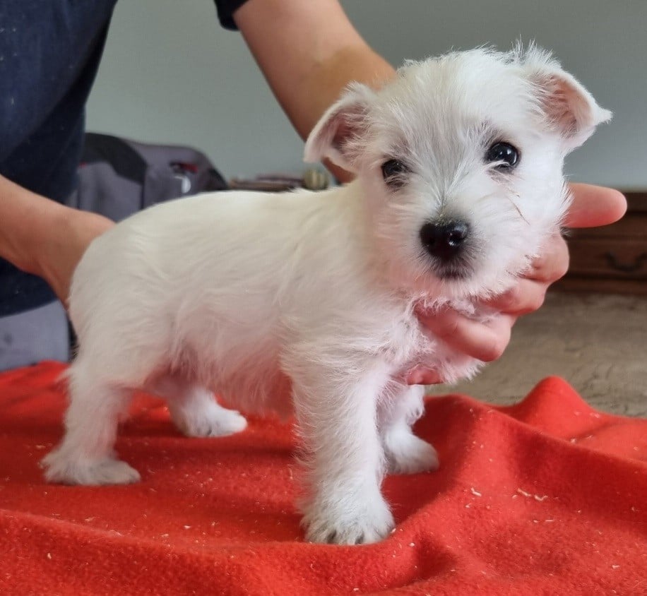 Chiot West Highland White Terrier