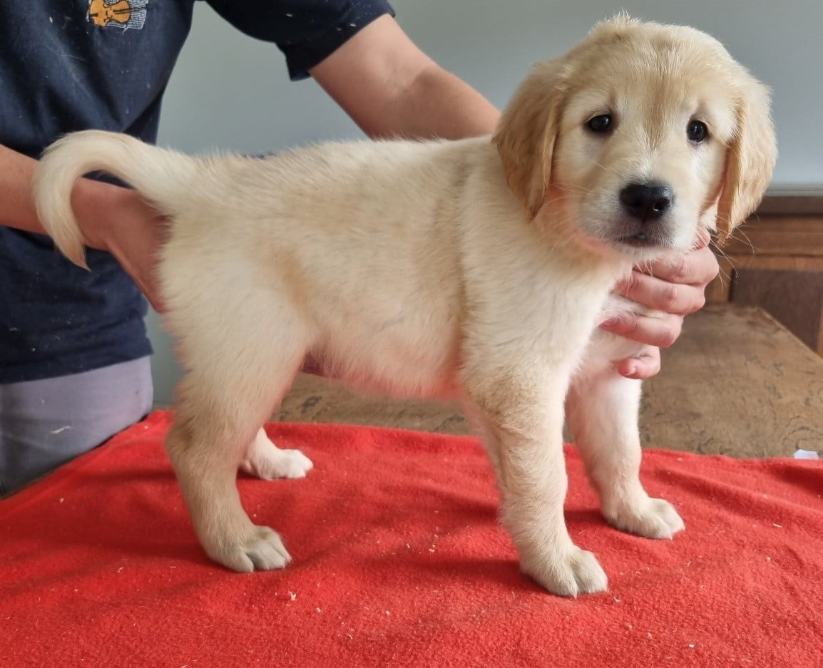 Chiot N°2