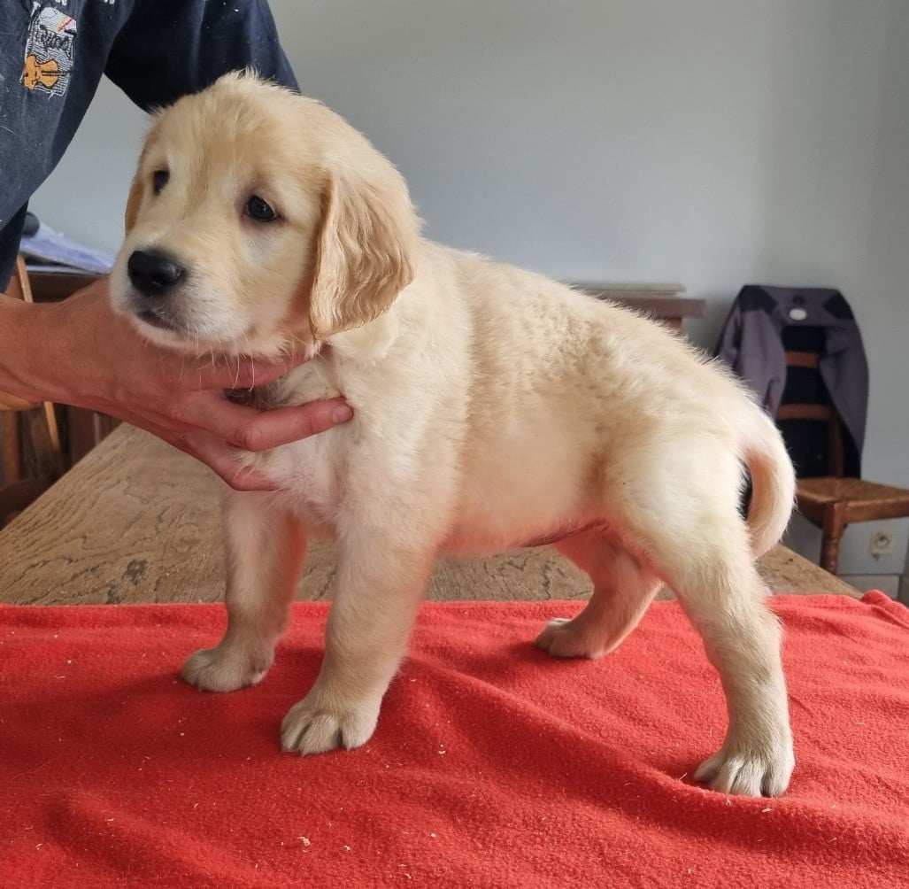 Chiot N°2