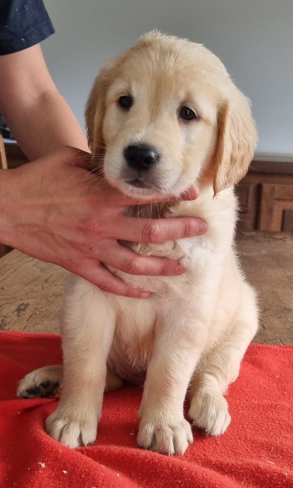 Chiot N°2