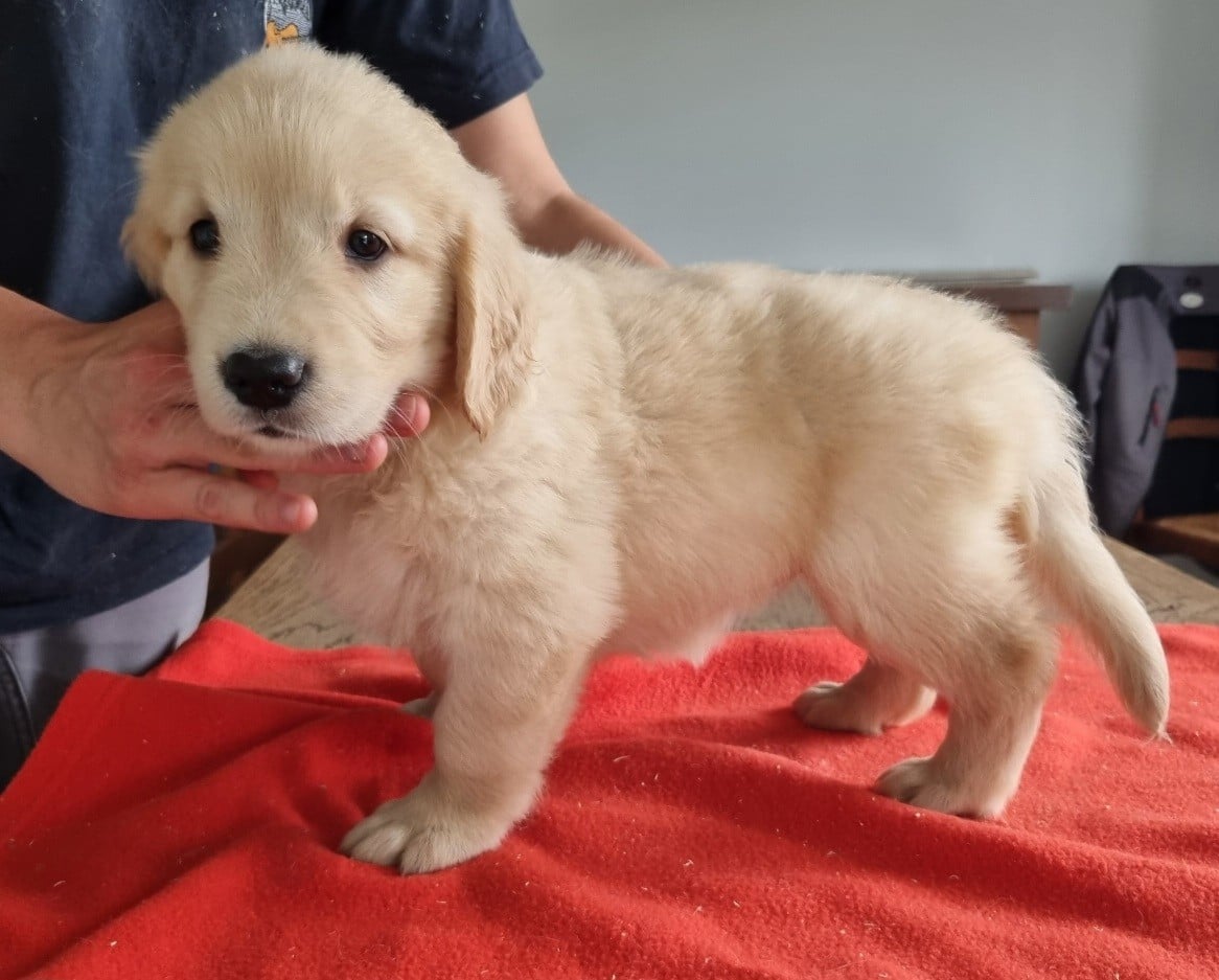Chiot N°3