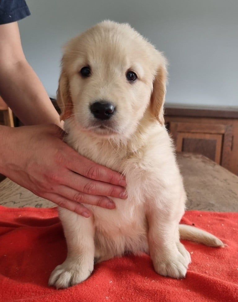 Chiot N°3