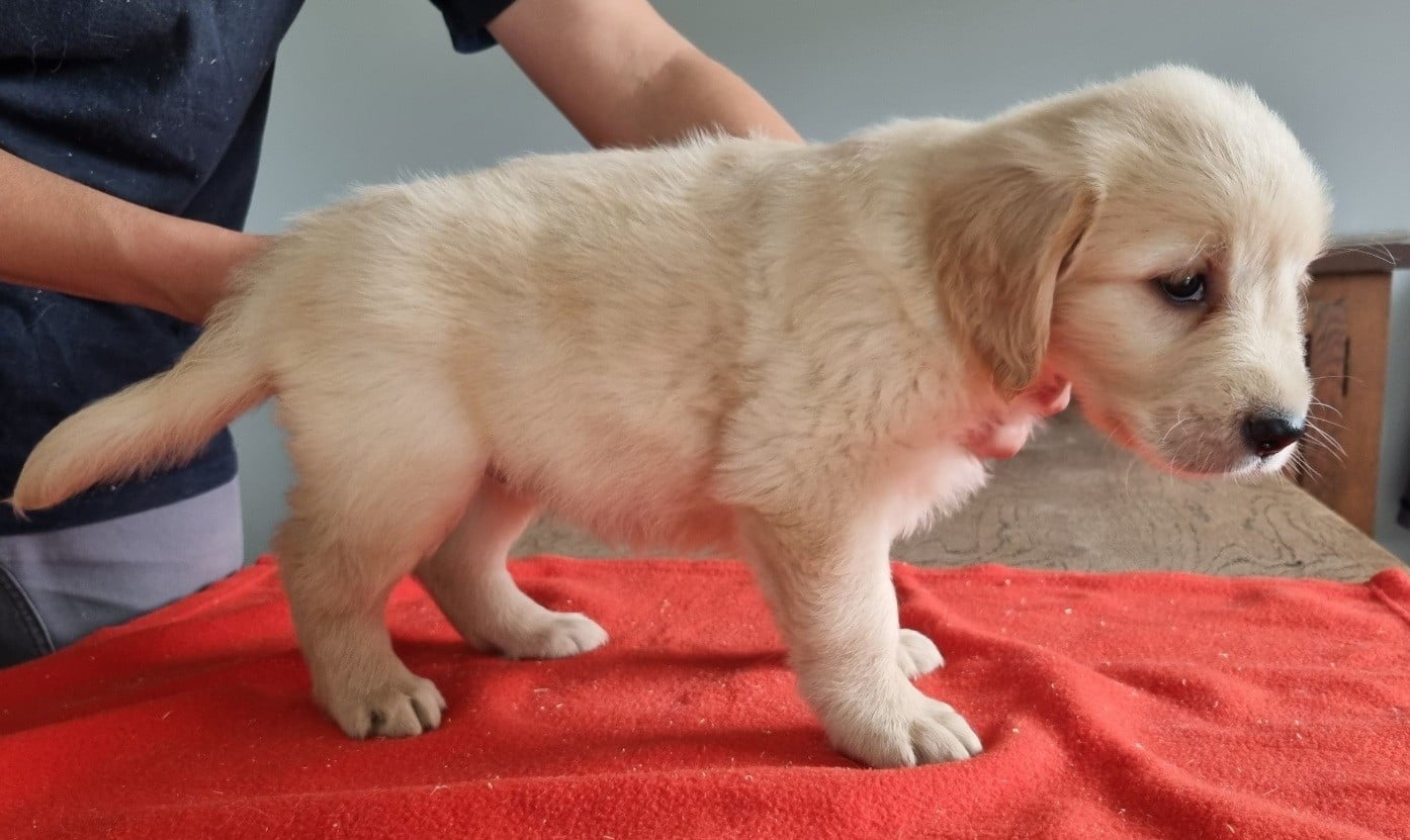 Chiot N°3