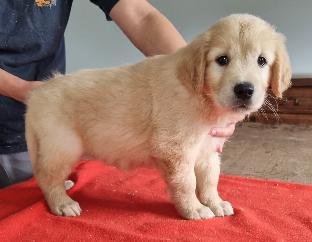 Chiot N°4