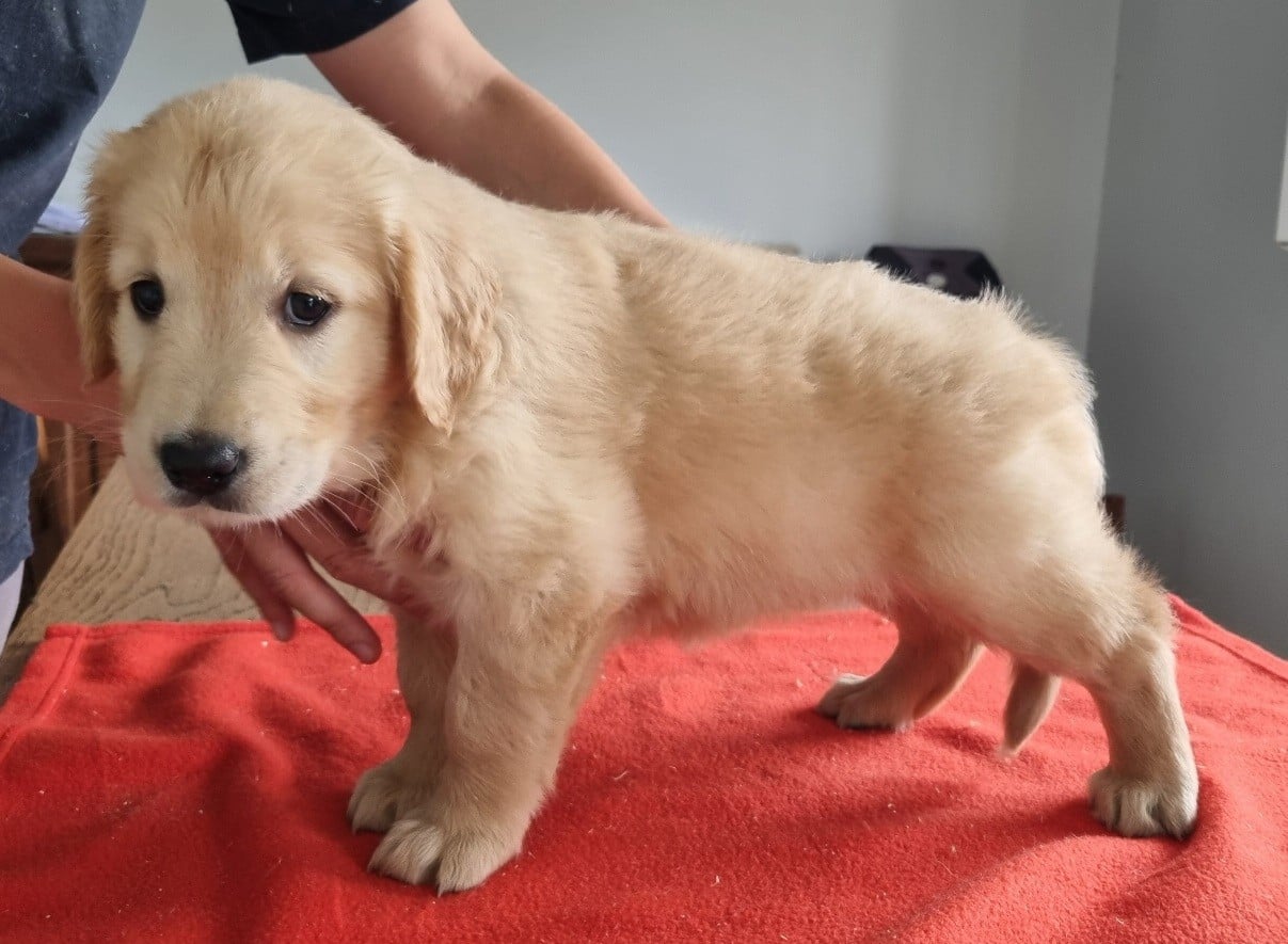 Chiot N°4