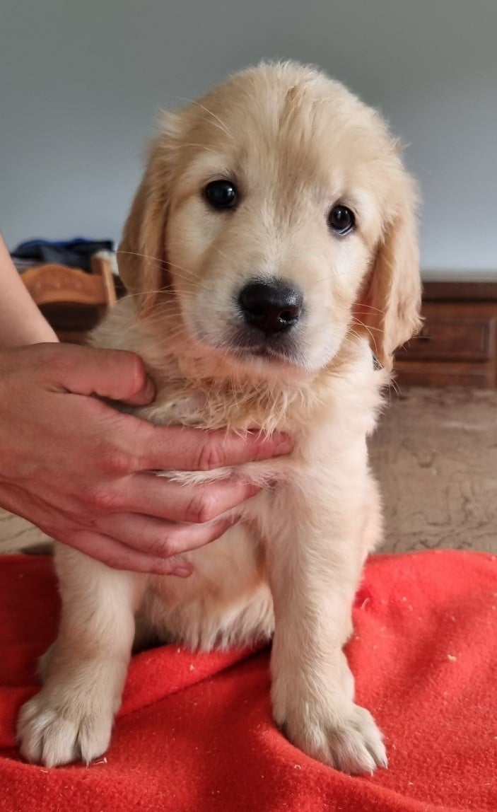 Chiot N°4