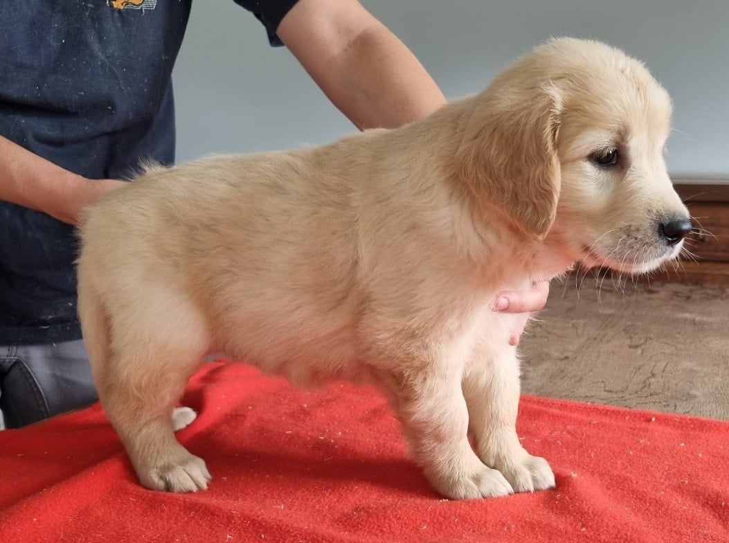Chiot N°4