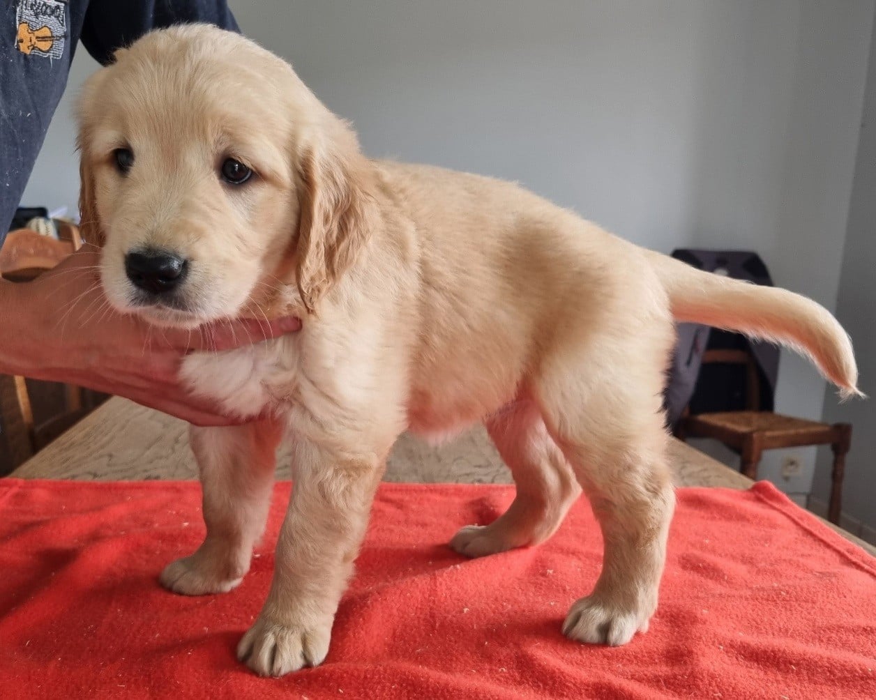 Chiot N°5