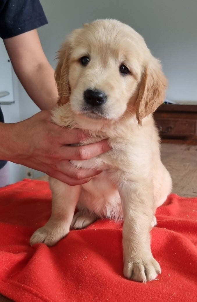 Chiot N°5