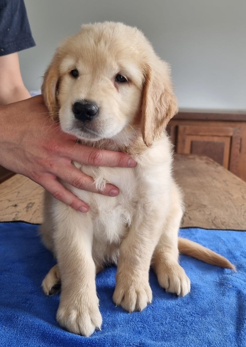 Chiot N°1