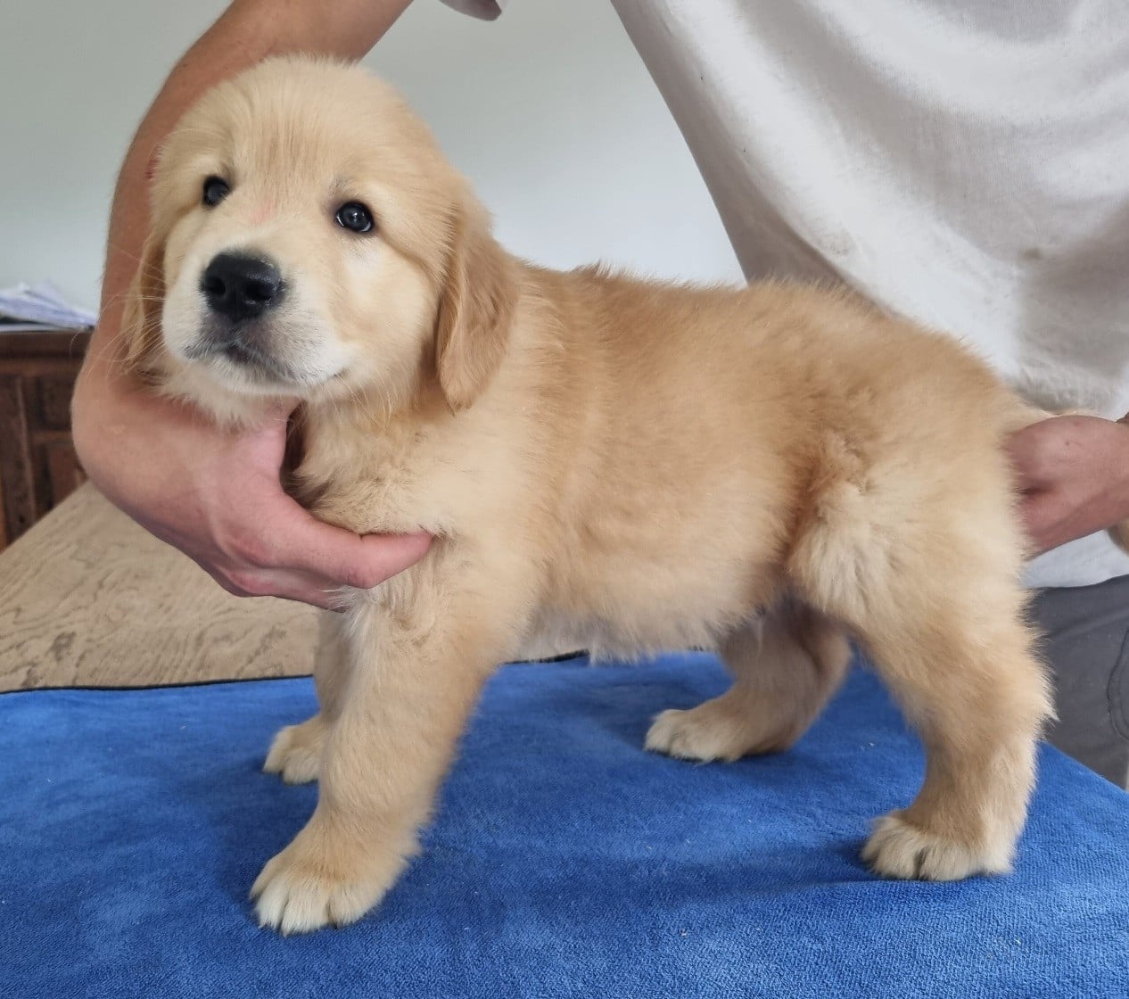 Golden Retriever - des hirondelles du voyage