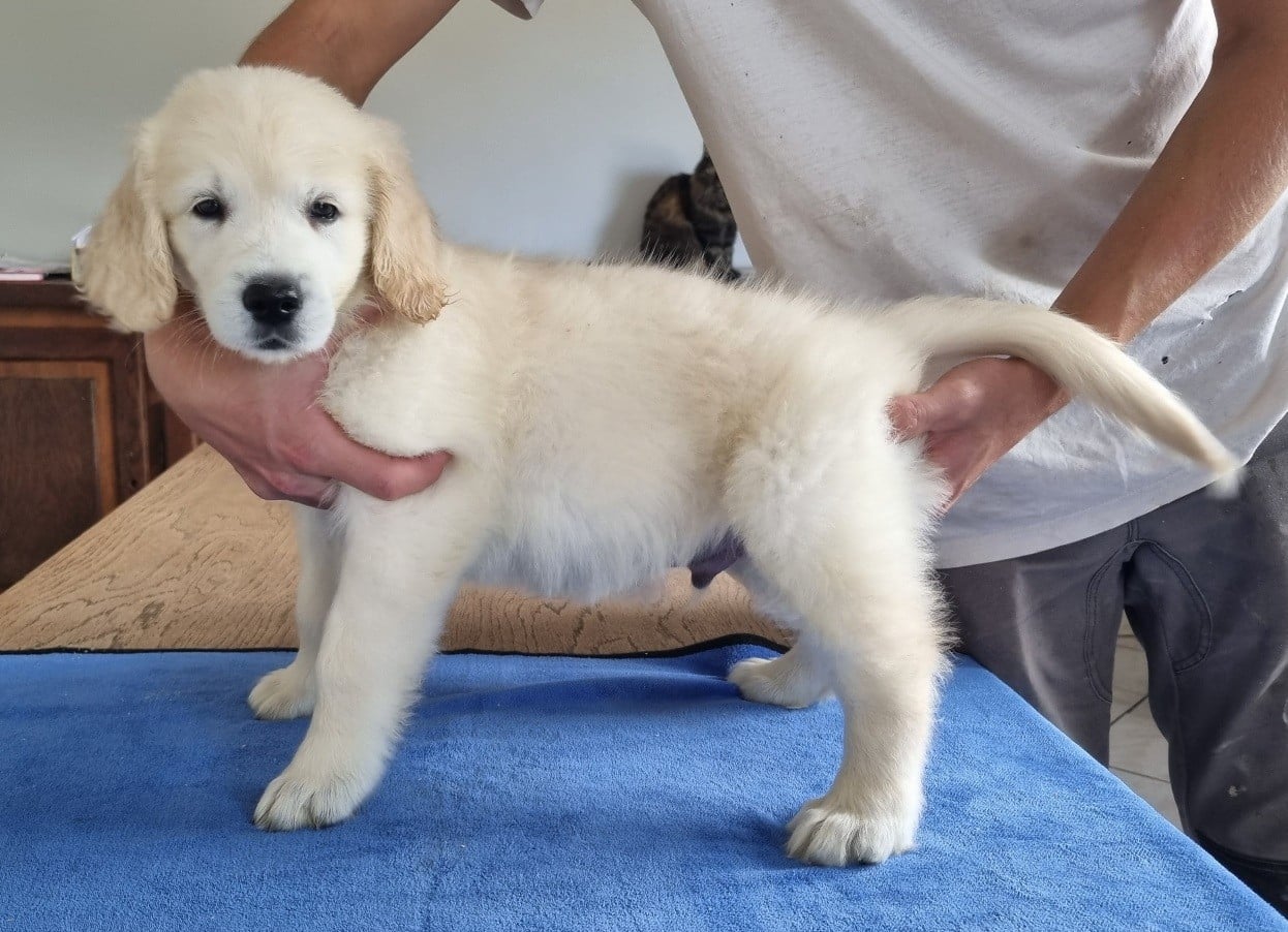Golden Retriever - des hirondelles du voyage