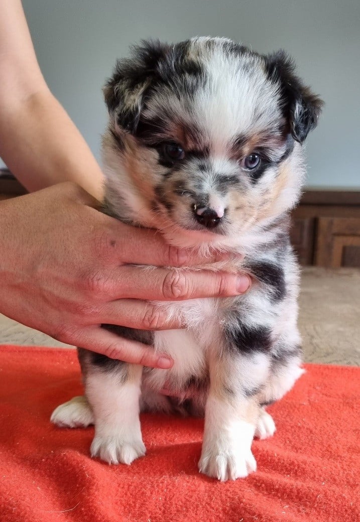 Chiot N°1