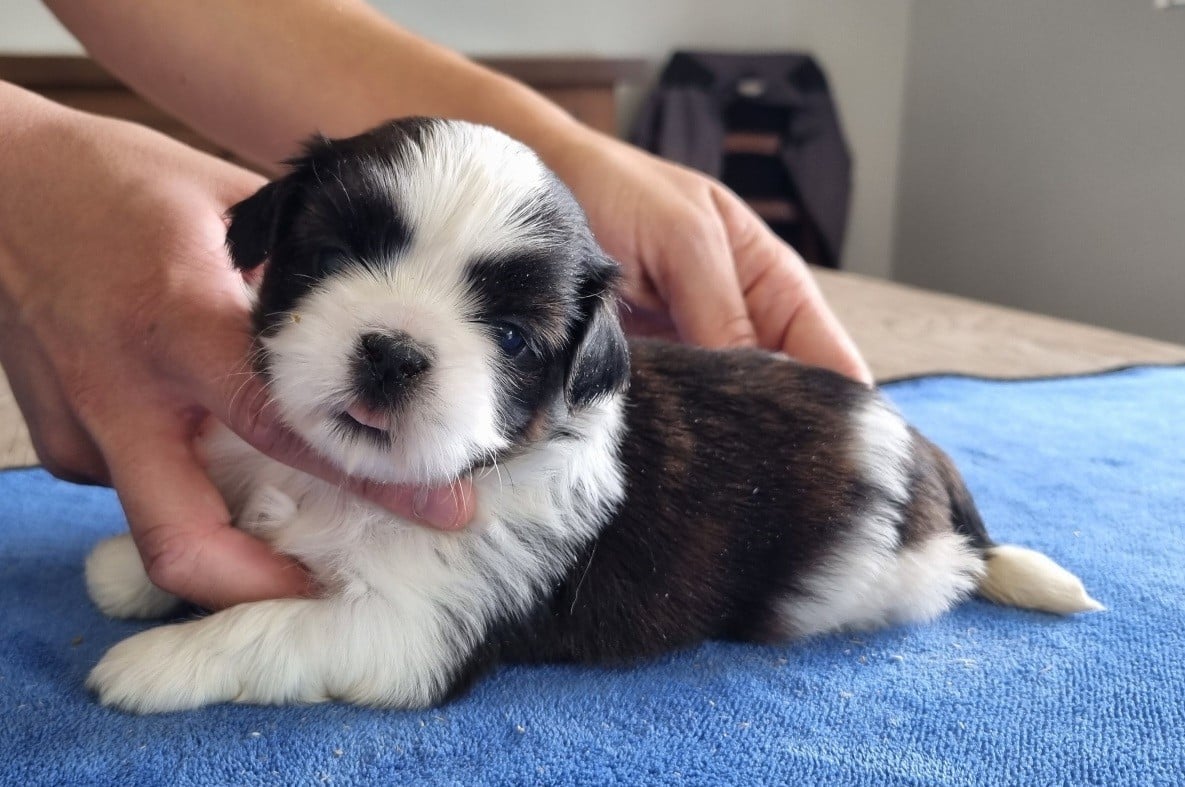 Shih Tzu - des hirondelles du voyage