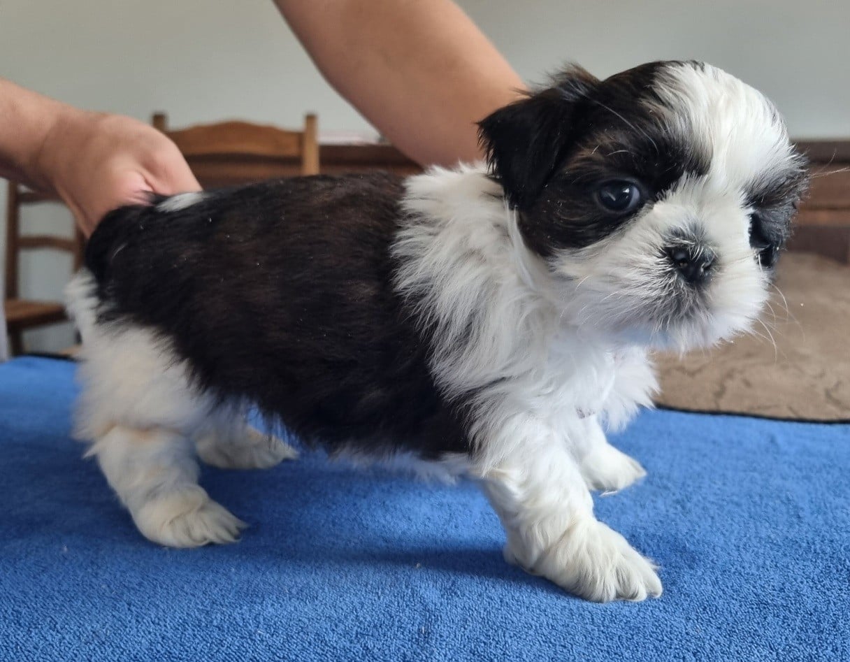Shih Tzu - des hirondelles du voyage