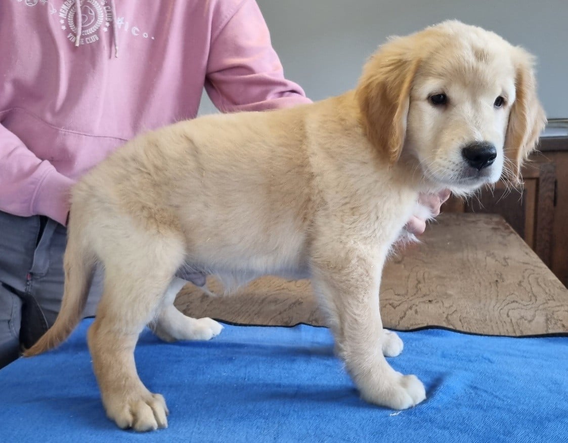 Golden Retriever - des hirondelles du voyage