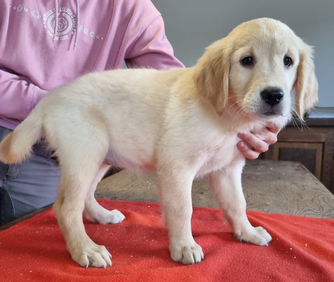 Golden Retriever - des hirondelles du voyage