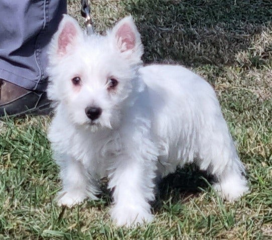 West Highland White Terrier - des hirondelles du voyage