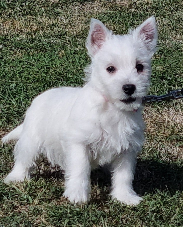 West Highland White Terrier - des hirondelles du voyage