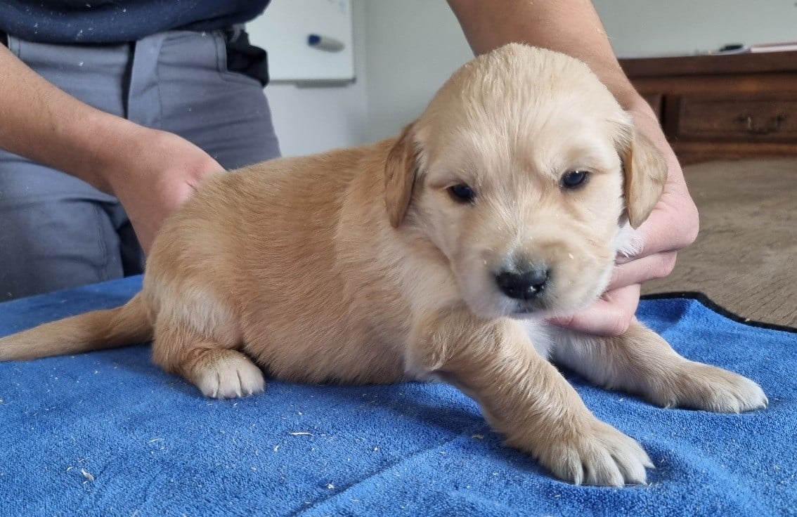 Chiot N°1