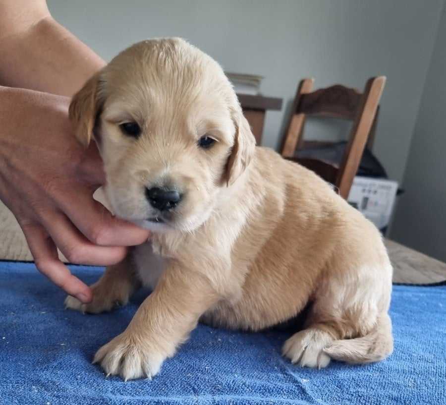 Chiot N°1