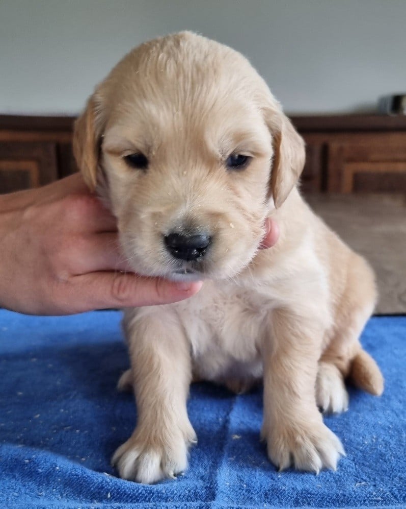 Chiot N°1