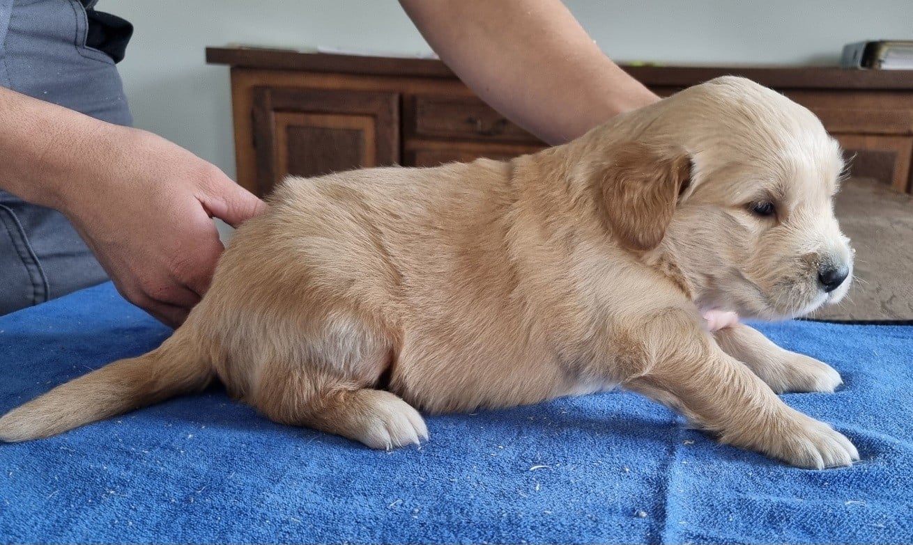 Chiot N°1