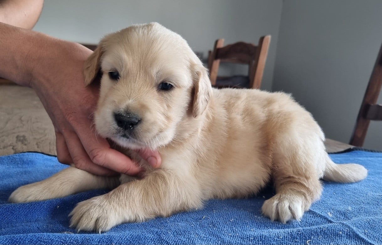 Chiot N°2