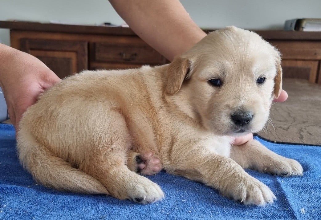Chiot N°2
