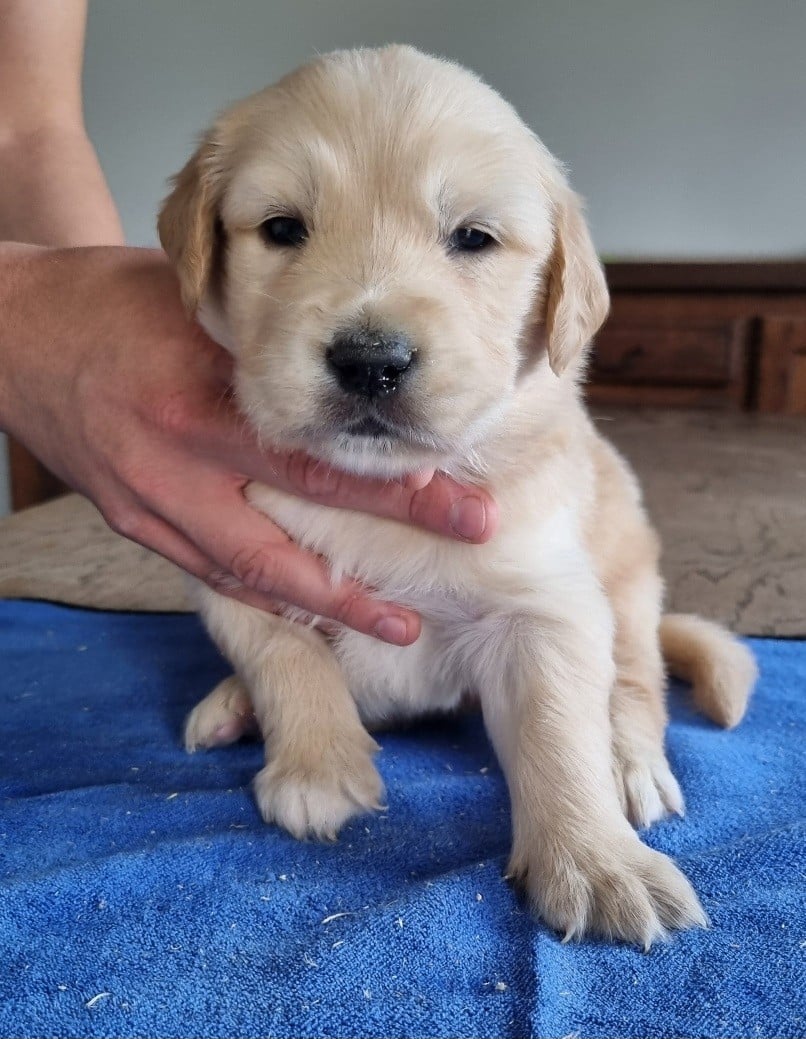 Chiot N°2