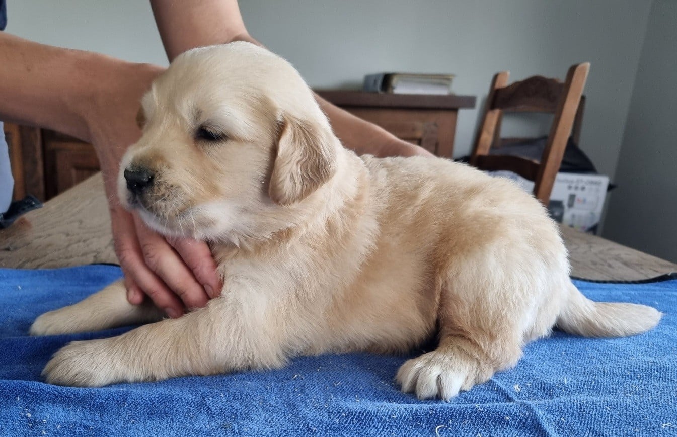 Chiot N°2