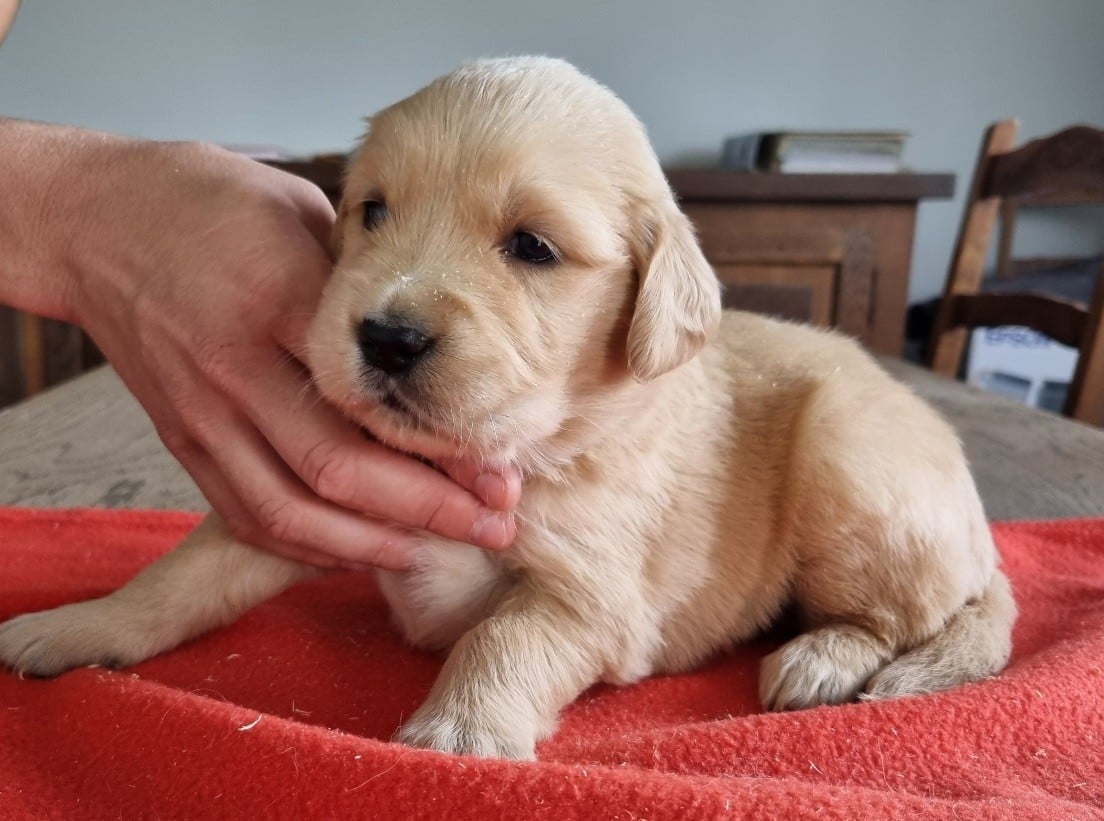 Chiot N°3