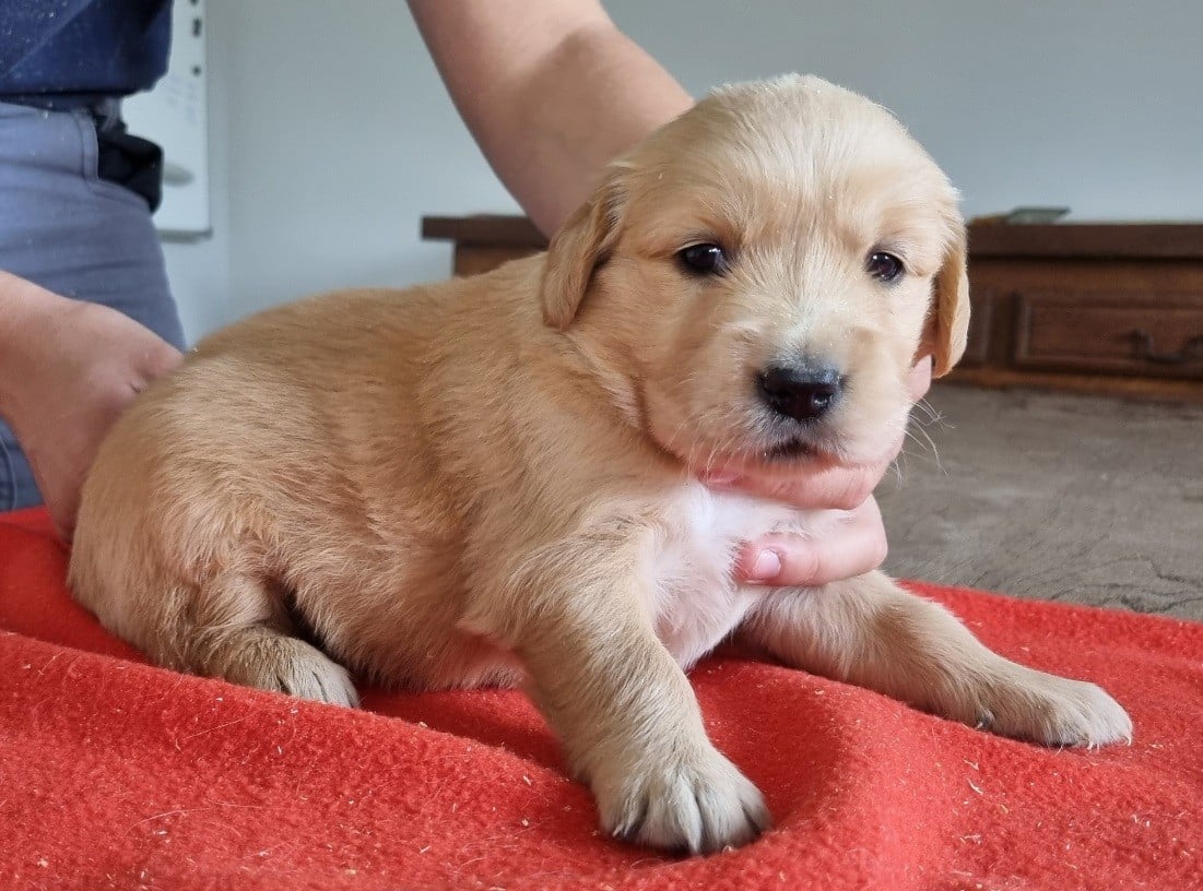 Chiot N°3