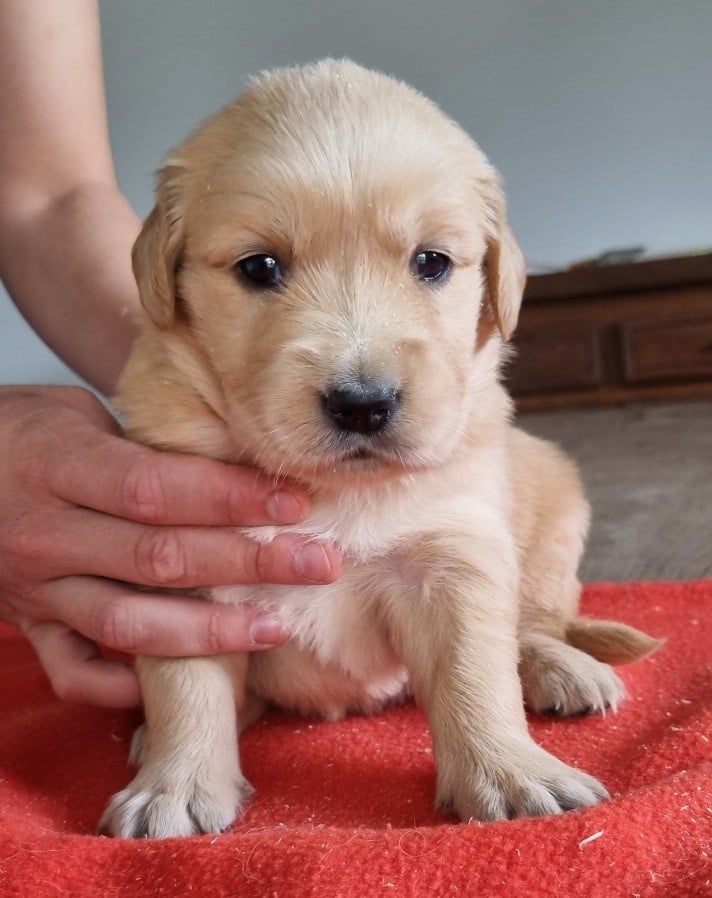 Chiot N°3