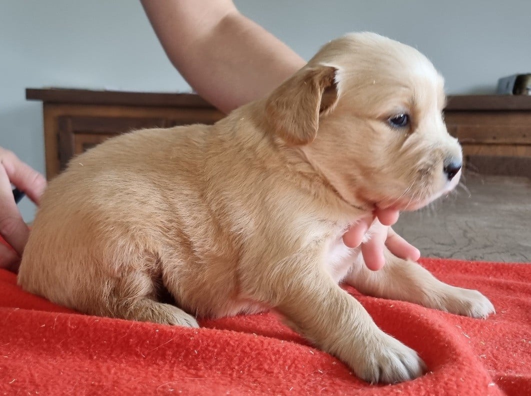 Chiot N°3