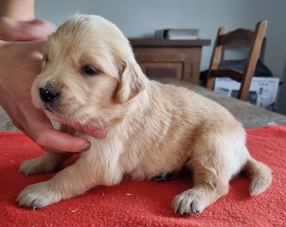 Chiot N°4
